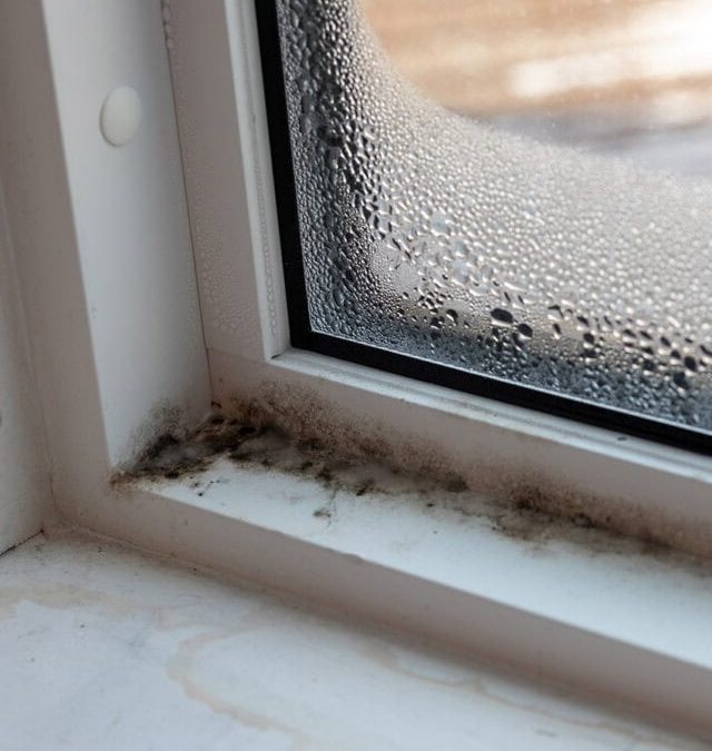 Summer Heat and Humidity are Inviting Indoor Mold Growth